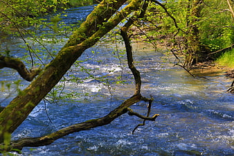 Mossy tree branch over flowing river in spring forest