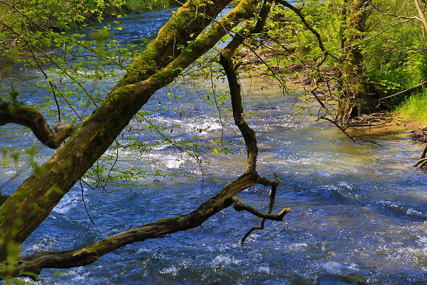 Mossy tree branch over flowing river in spring forest