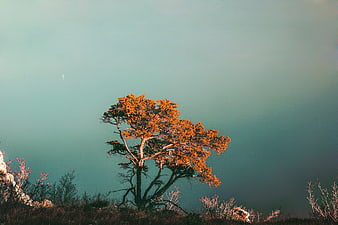 Lone Pine Tree on Misty Mountain Ridge in Autumn Light