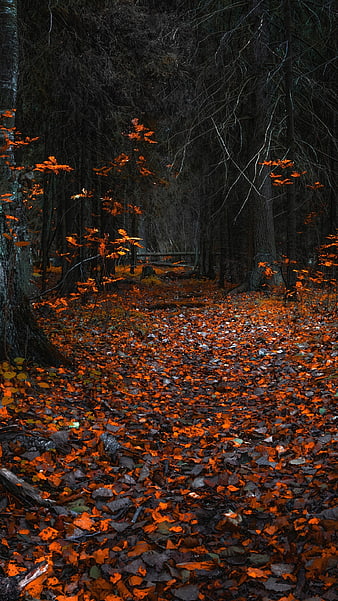 Dark Forest Path with Vibrant Orange Autumn Leaves