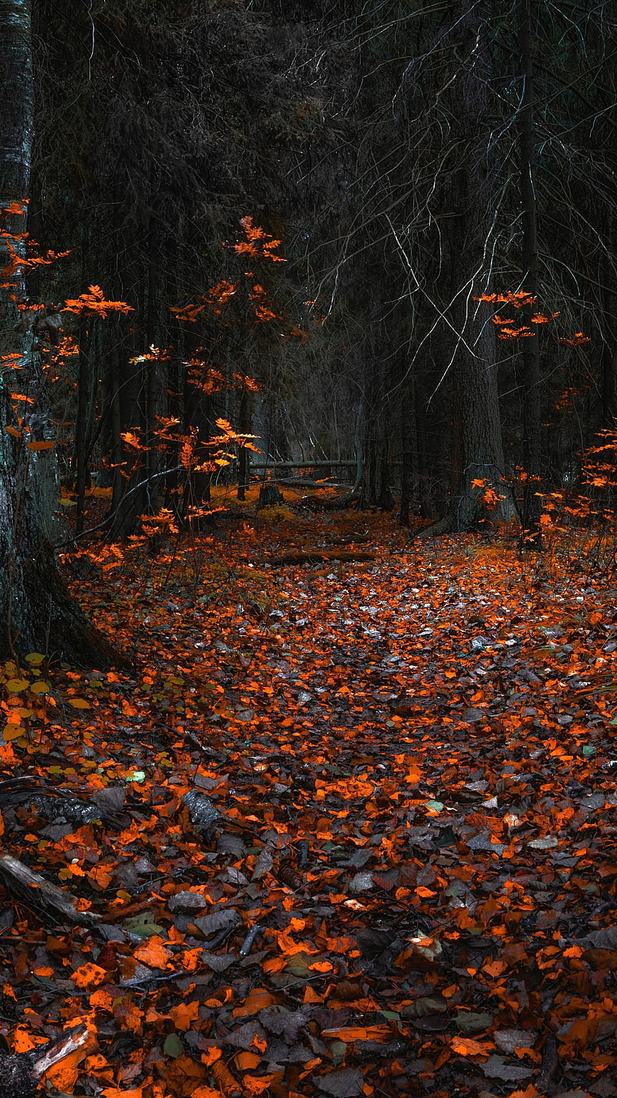 Dark Forest Path with Vibrant Orange Autumn Leaves