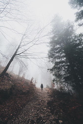Lone Hiker Walking on Foggy Forest Trail