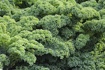 Dense Field Of Curly Green Kale Plants Growing In Garden