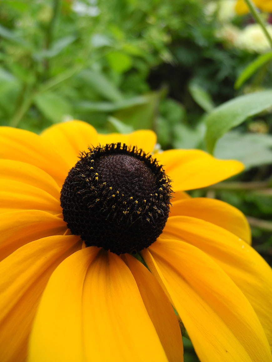 Close-up of a vibrant yellow Black-eyed Susan flower