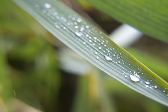 Close-up of green leaf with water droplets