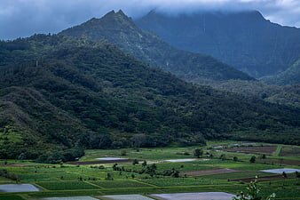 Lush Green Rice Terraces with Misty Mountain Background