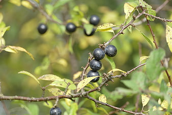 Wild sloe berries on a branch in autumn