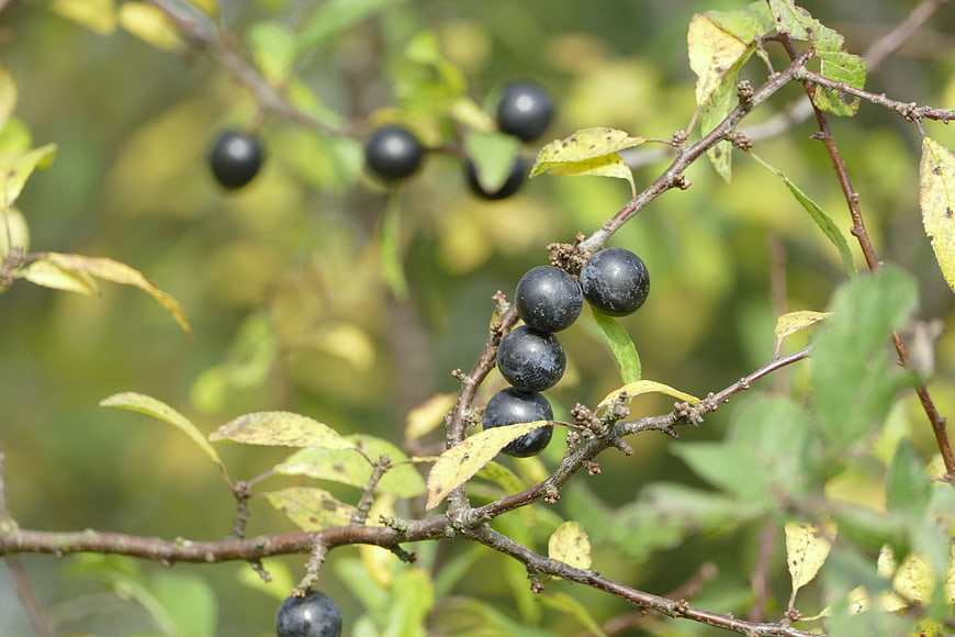 Wild sloe berries on a branch in autumn