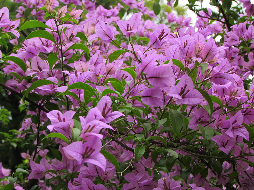 Vibrant purple bougainvillea flowers blooming on a bush