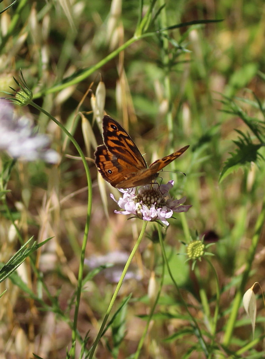 Orange butterfly feeding on pink wildflower in meadow