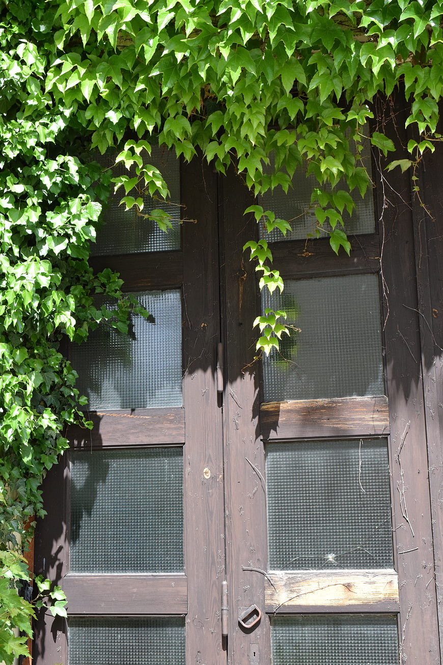 Rustic Wooden Door Overgrown with Green Ivy Leaves