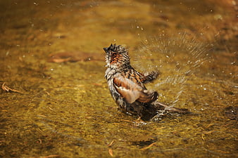 Sparrow splashing water while bathing in a shallow pond