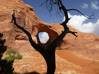 Silhouette of Dead Tree Framing Natural Rock Arch in Desert