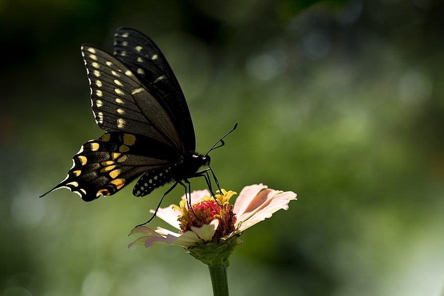 Black Swallowtail Butterfly on Pink Zinnia Flower