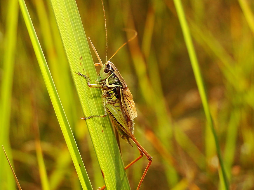 Close-up of a green grasshopper on a blade of grass