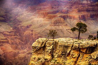 Grand Canyon Rim View With Trees And Layered Rock Formations