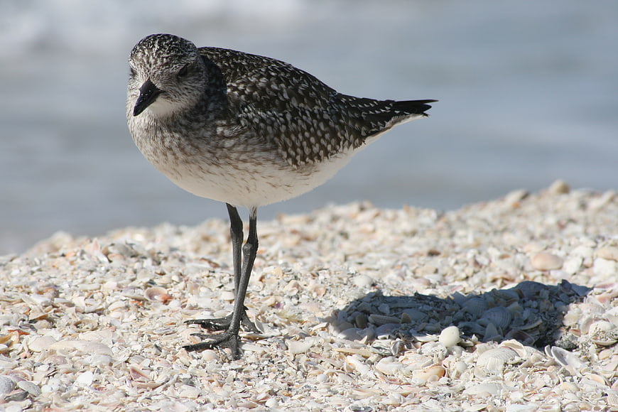 Sanderling Bird Standing on Shelly Beach Shore