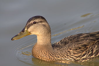 Close-up of a female mallard duck swimming in calm water