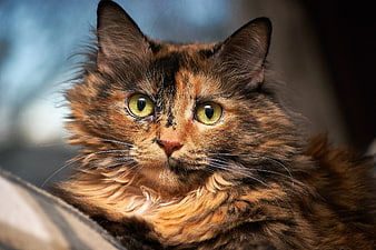 Close-up portrait of a fluffy tortoiseshell cat with green eyes