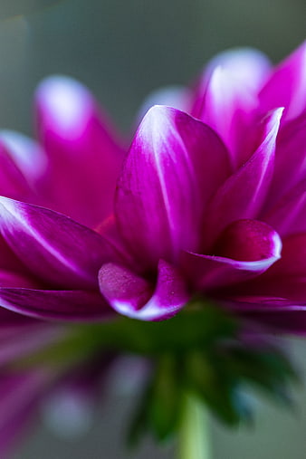 Close-up of vibrant purple dahlia flower petals