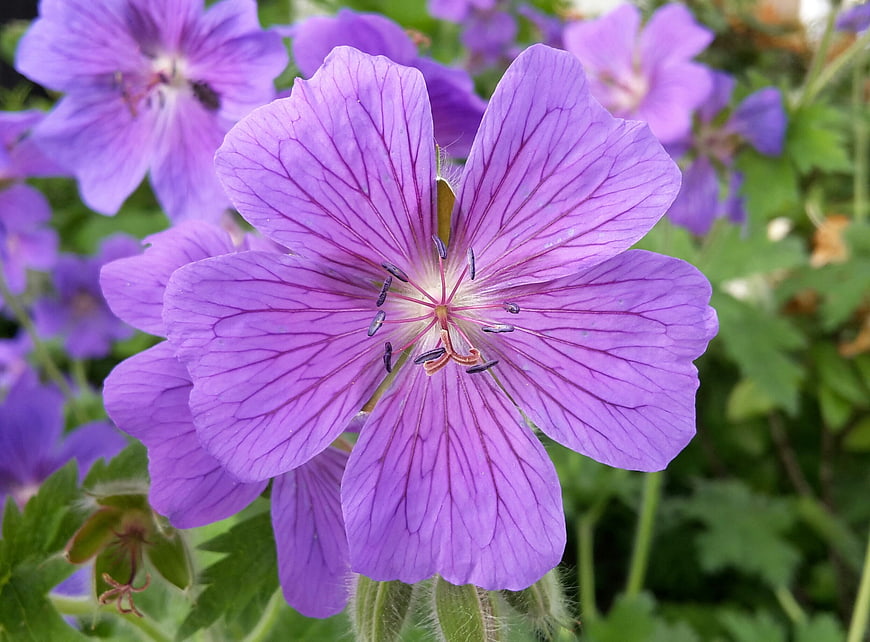 Close-up of vibrant purple cranesbill flower in garden