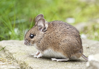 Cute Brown and White Mouse on Stone