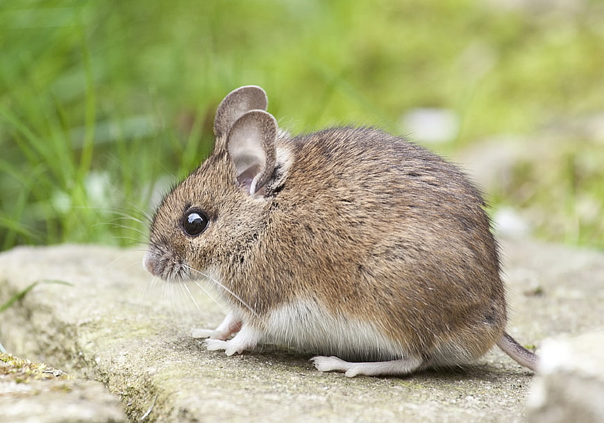 Cute Brown and White Mouse on Stone