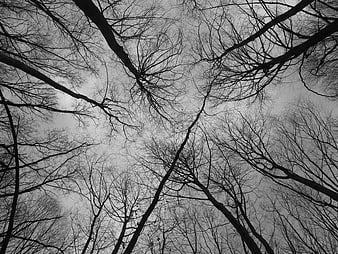 Black and white winter forest canopy looking up at bare branches