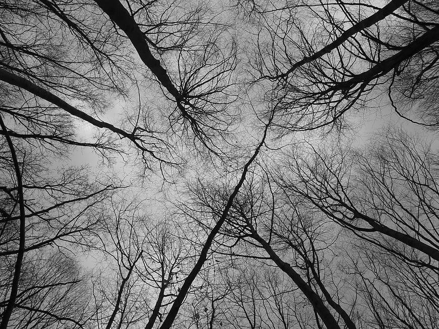 Black and white winter forest canopy looking up at bare branches