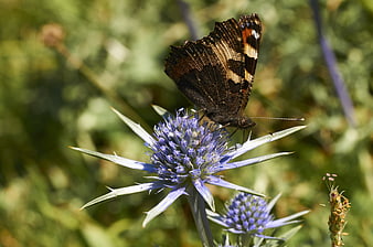 Small Tortoiseshell Butterfly on Blue Thistle Flower