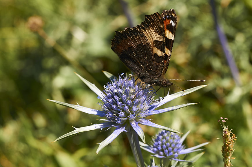 Small Tortoiseshell Butterfly on Blue Thistle Flower