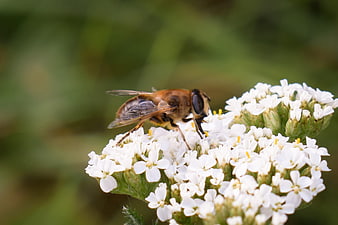 Close-up of Hoverfly on White Yarrow Flower