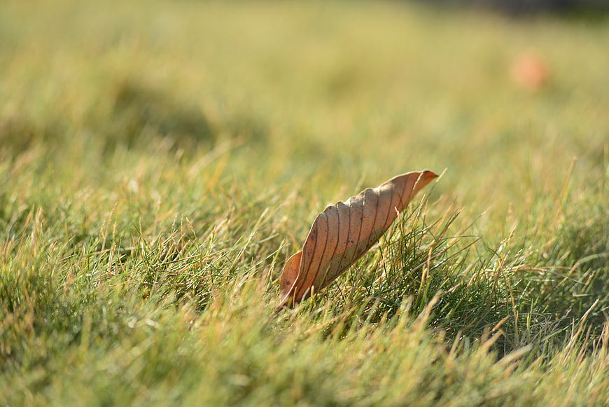 Single brown leaf resting in green grass