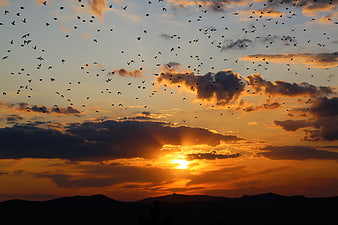 Flock of Birds Flying Over Mountains at Golden Sunset