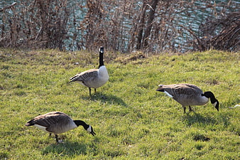 Three Canada Geese Grazing on Green Grass by Lake