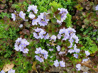 Top View of Purple Lobelia Flowers in Garden