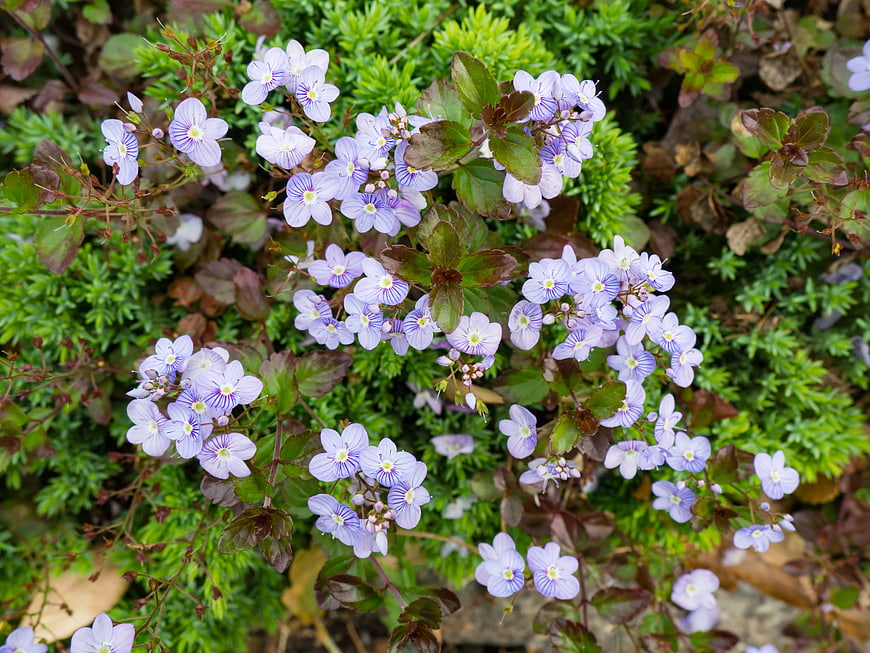 Top View of Purple Lobelia Flowers in Garden