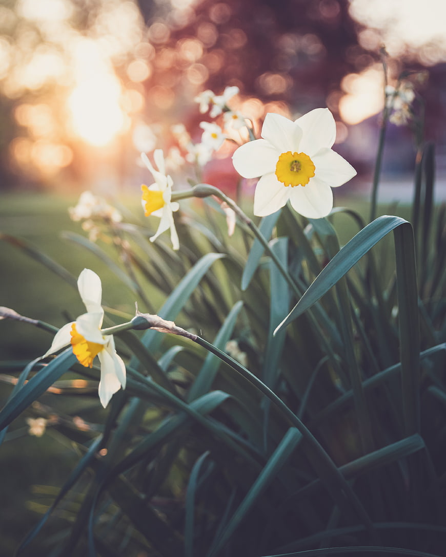 White Daffodils Blooming in Spring Garden with Golden Sunlight