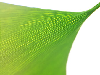 Macro Close-Up of Green Ginkgo Leaf Veins on White