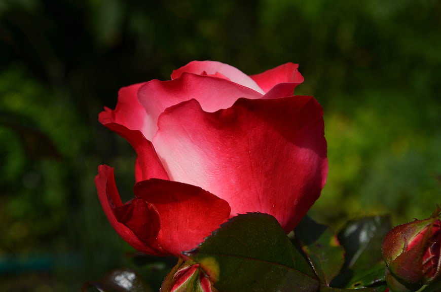 Close-up of a vibrant red and white rose in sunlight