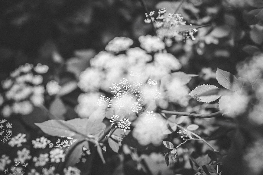 Black and white close-up of delicate wild flowers and leaves