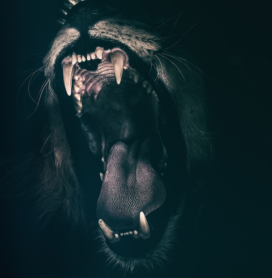 Close-up of roaring lion mouth with sharp teeth and tongue