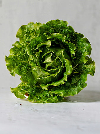 Fresh Green Lettuce Head on White Background
