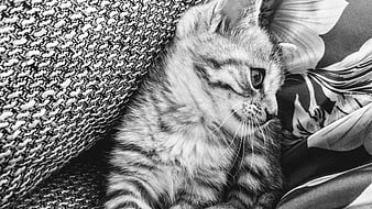 Black and white close-up of a cute tabby kitten resting