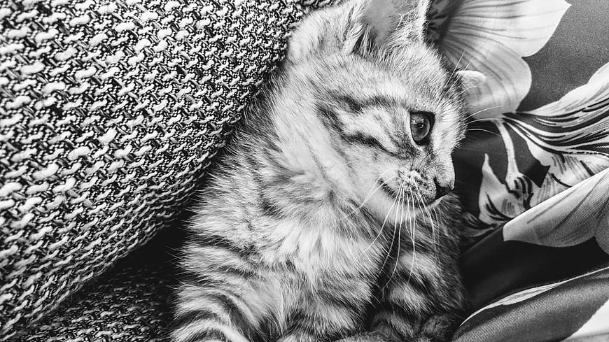 Black and white close-up of a cute tabby kitten resting