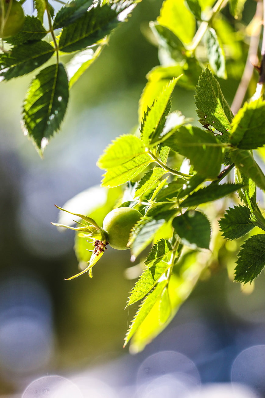 Close-up of green rose hip fruit on leafy branch