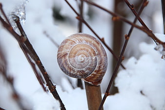 Close-up of a frosty snail shell on a winter branch