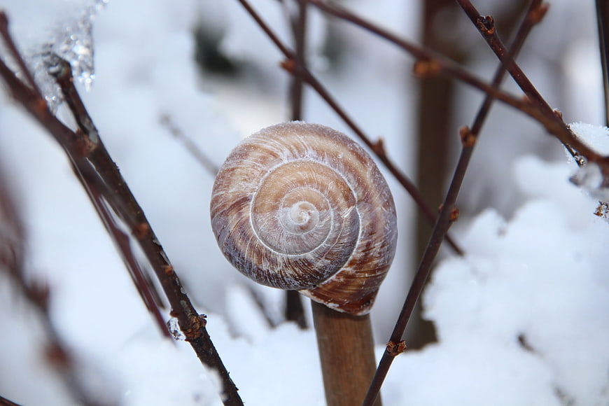 Close-up of a frosty snail shell on a winter branch