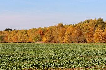 Autumn Forest Landscape with Green Crop Field