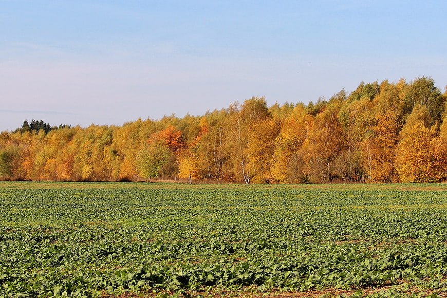 Autumn Forest Landscape with Green Crop Field